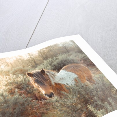 Horse in forest by Assaf Frank